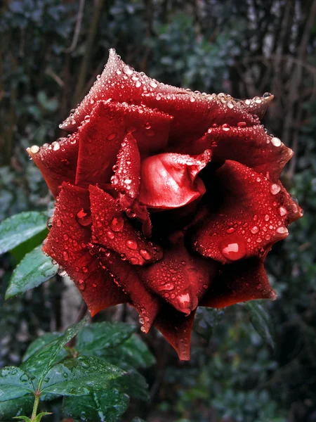 Podzimní růže — Stock fotografie