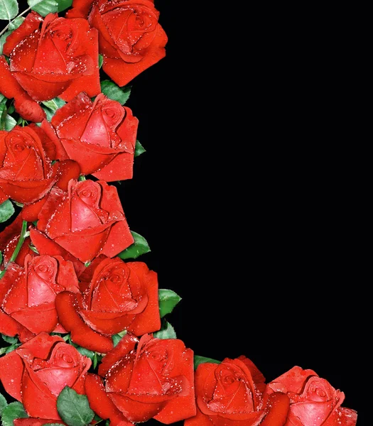 Rosas rojas sobre fondo negro — Foto de Stock