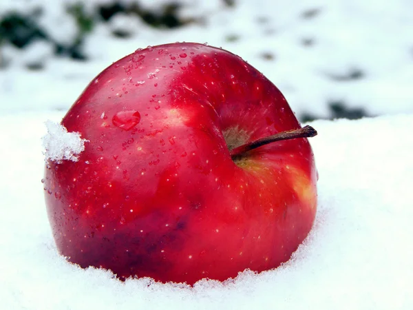 Manzana en nieve — Foto de Stock