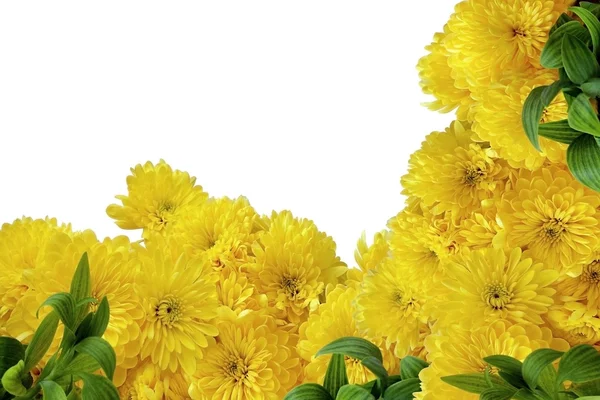 Žlutá chryzantéma na bílém pozadí — Stock fotografie