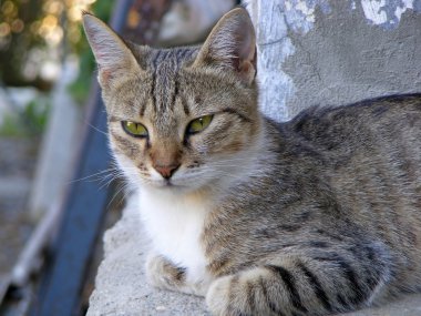 Gri kedi