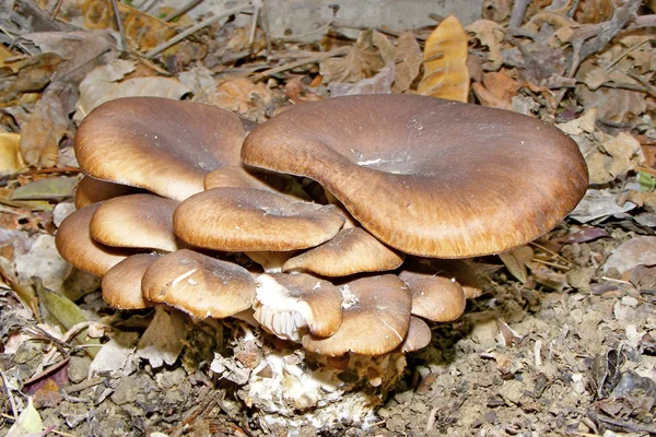 Sonbahar istiridye mantar