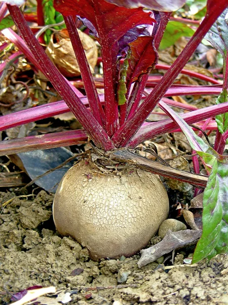 赤カブ菜園で — ストック写真