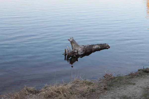 水边的一棵树 — 图库照片