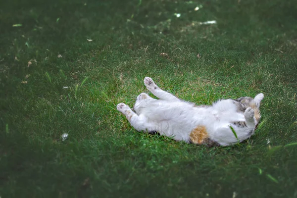 Gato Encantador Tem Descanso Grama Verde Deitado Costas Jogando Vista — Fotografia de Stock