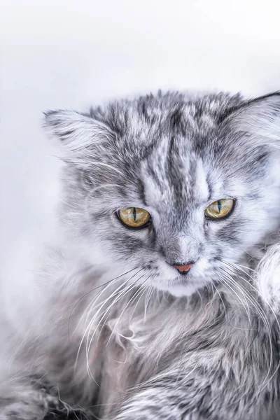 Fluffy Siberische Kat Met Gele Ogen Zicht Zijn Hoofd Verticaal — Stockfoto