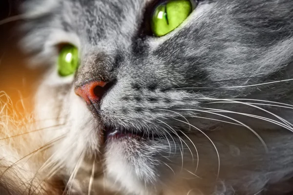 Kočka se zelenýma očima žluté — Stock fotografie