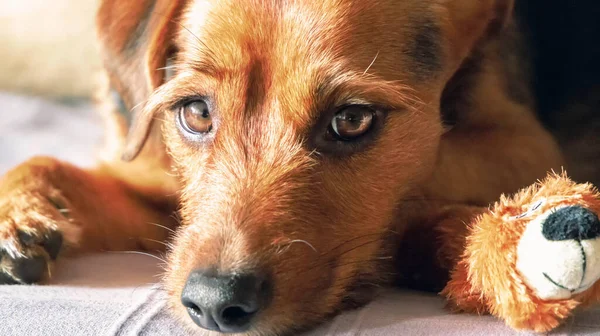 Close Van Een Stille Hond Rustend Met Zijn Knuffel Kijkend — Stockfoto