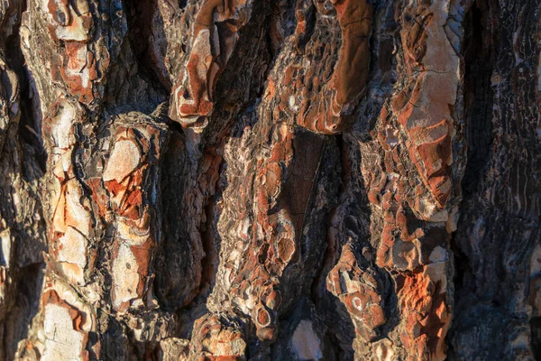 Pinho Pinus Pinea Textura Casca Com Zonas Claras Sombreadas Fechar — Fotografia de Stock