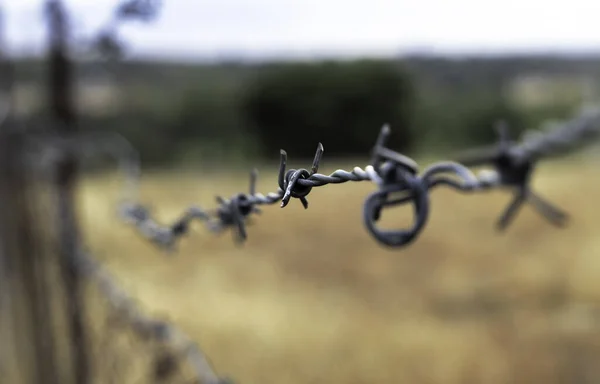 Detal Ogrodzenia Drutu Kolczastego Złotym Polem Tle — Zdjęcie stockowe