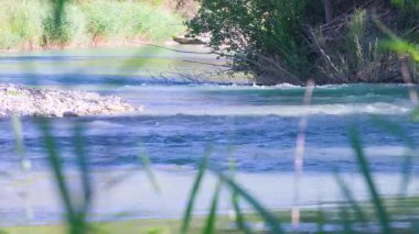 Sakin, sürekli nehir suyunun kayalık kıyıları ve yoğun yeşil yaprakları hızla geçtiği bir çekim. Ön plandaki yumuşak odaklı çimler derinlik sağlar. Doğa, dinginlik, manzara