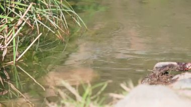 Küçük böcekler, sakin bir nehrin yüzeyinde, çimenli kıyıların yanında, hafif dalgalarla hareket ediyorlar.