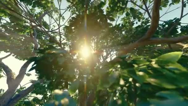 Belle matinée d'été dans la forêt. Les rayons du soleil traversent le feuillage d'un magnifique arbre vert. Images cinématographiques de haute qualité. — Video
