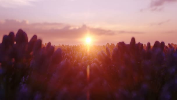 Lavendelblüten duftende Felder in endlosen Reihen bei Sonnenuntergang. Selektiver Fokus auf Sträucher mit Lavendellila aromatischen Blüten auf Lavendelfeldern. Hochwertiges Filmmaterial. — Stockvideo