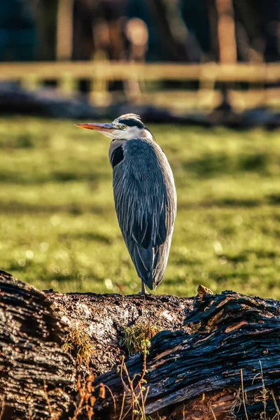 Heron dünyayı seyrediyor.