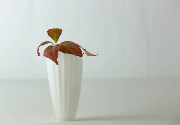 Verre Aux Feuilles Rampantes Sur Fond Blanc — Photo