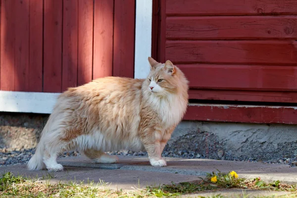 Egy Norvég Erdei Macska Férfi Áll Egy Ház Előtt — Stock Fotó
