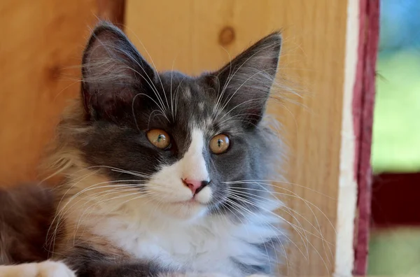 一只可爱的挪威森林猫 有警觉的表情 — 图库照片