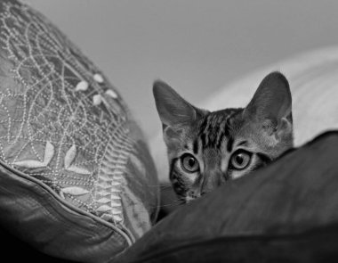 Yastıklara bakan dört aylık Bengal kedi yavrusunun siyah beyaz portresi