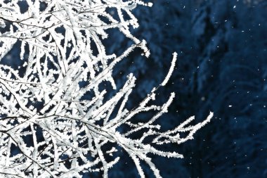 Donmuş beyaz huş dalları ve havada düşen buzlar