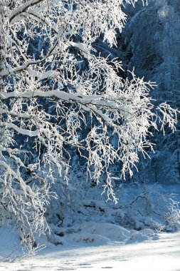 Donmuş beyaz huş dalları ve havada düşen buzlar