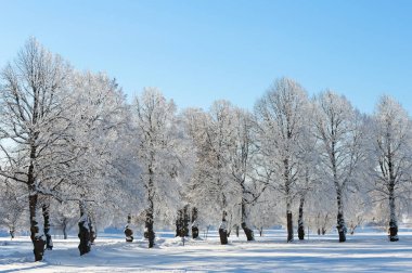 Donmuş ıhlamur ağaçları, düşen kar taneleri mavi gökyüzüne karşı.