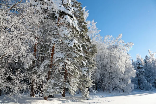 A beautiful wintry landscape with snowy tall spruce and birch trees with falling frost flakes