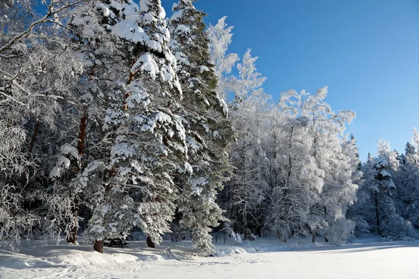 A beautiful wintry landscape with snowy tall spruce and birch trees with falling frost flakes