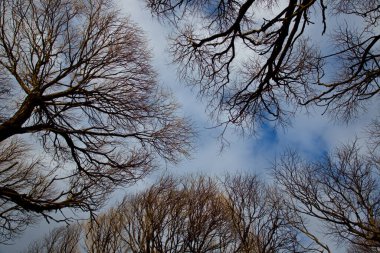 Bulutlu ama kısmen mavi gökyüzüne karşı ince söğüt dalları