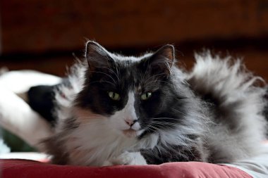 Uykulu bir Norveç orman kedisinin portresi. Yatakta dinlenen bir dişi.