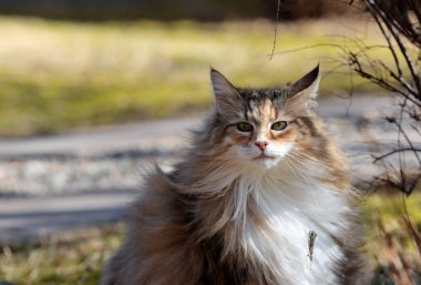 Rüzgârlı bir günde yakasında bir çöp olan Norveçli bir orman kedisi.