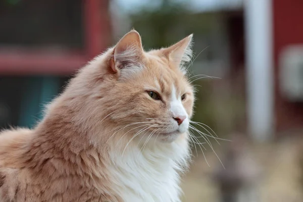 Norsk Skogkatt Hane Utomhus Vårlik Dag — Stockfoto