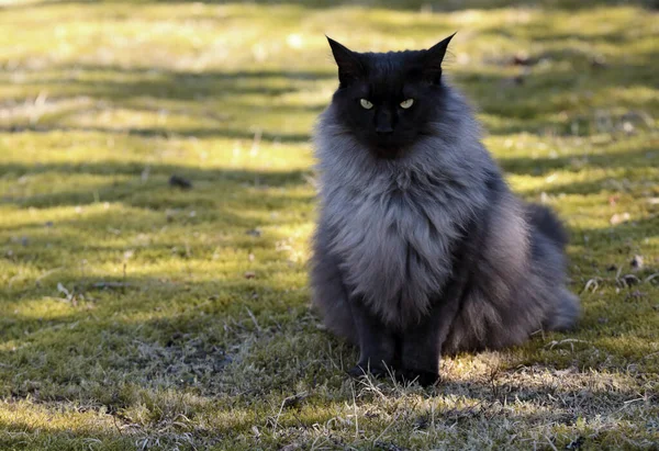 Svart Rök Norsk Skogkatt Hane Sitter Utomhus — Stockfoto