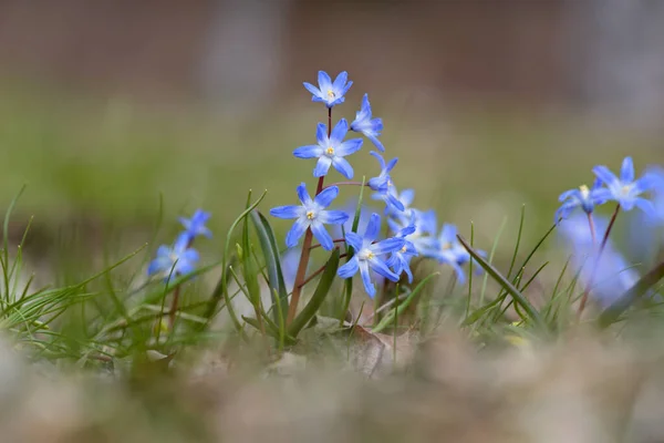 Scilla Luciliae Blooming Grass Early Spring — Stock Photo, Image
