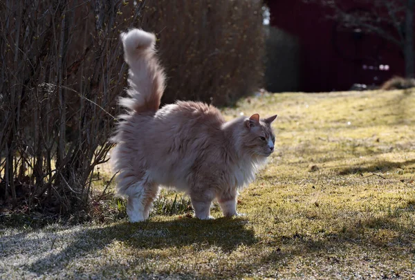 Egy Magas Norvég Erdei Macska Hím Megjelöli Területét Egy Tavaszi — Stock Fotó
