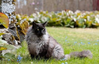 Siyah bir duman Norveçli bir orman kedisi bahçede oturuyor