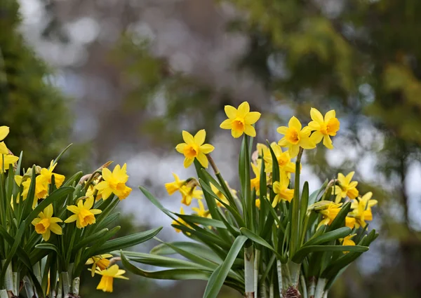 Beautiful Yellow Daffodils Blooming Vigorously Garden — Stock Photo, Image