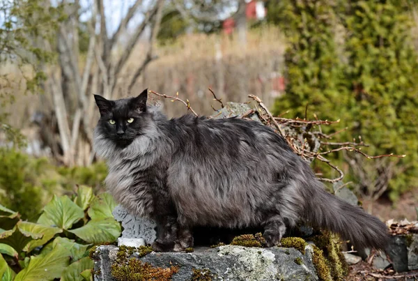 Μαύρος Καπνός Νορβηγικό Δάσος Γάτα Αρσενικό Στέκεται Πέτρα — Φωτογραφία Αρχείου