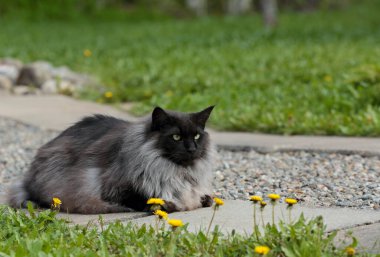 Norveç orman kedisi, kaldırıma bakıyor ve sinsice yaklaşıyor