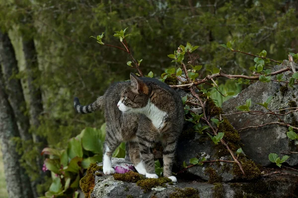 Brązowy Tabby Dom Kot Przeszukuje Jego Terytorium Ogrodzie — Zdjęcie stockowe