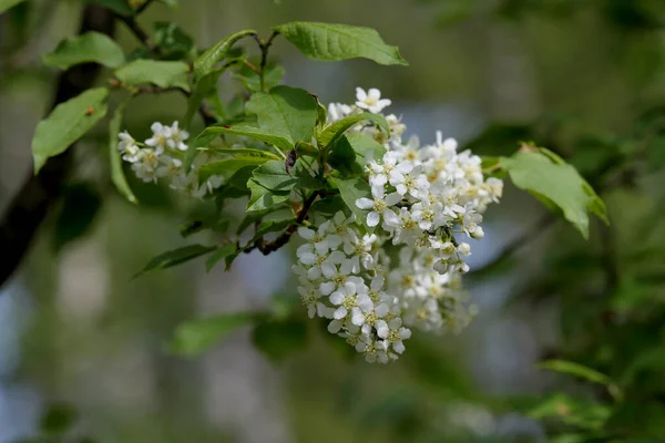 Europäische Vogelkirsche Blüht Frühling Mit Schönen Weißen Blüten — Stockfoto