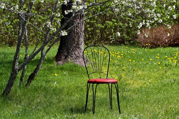 A black metal garden chair with red padding outdoors in garden under blooming cherry trees