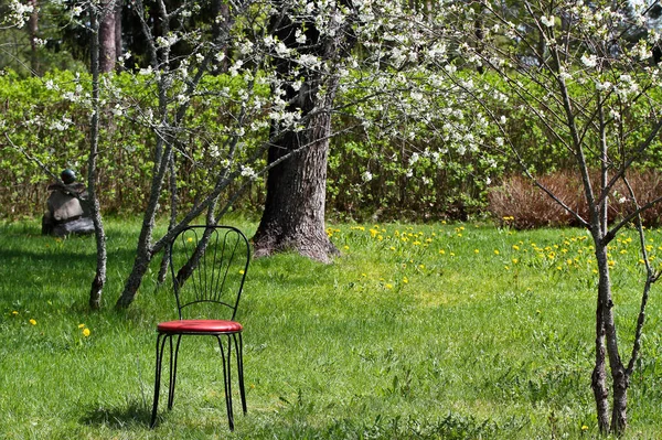 A black metal garden chair with red padding outdoors in garden under blooming cherry trees