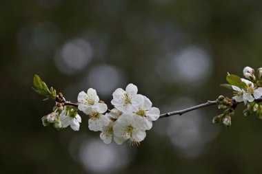 İlkbaharda taze ve güzel beyaz çiçekli kiraz ağacı dalı