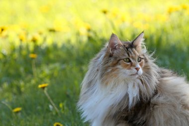 Norwegian forest cat with a lot of dandelions on sunny background