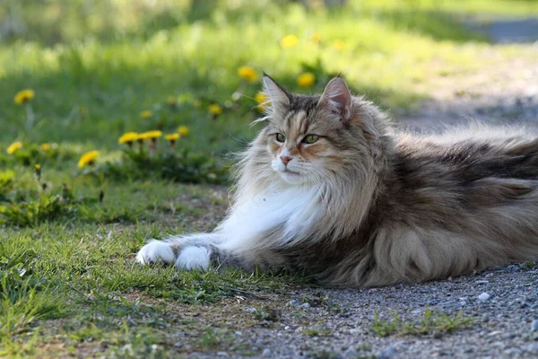 Norwegian Forest Cat Resting Garden Evening — Stockfoto