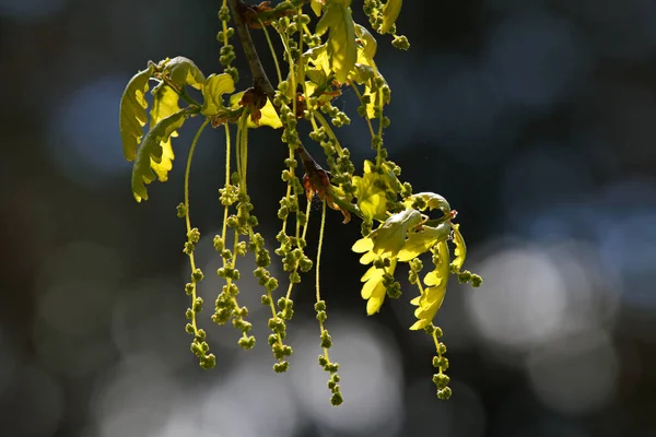 Egy Tölgyfa Lógó Zöld Virágokkal — Stock Fotó
