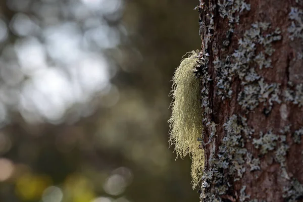 Light Green Beard Lichen Hanging Oak Tree Trunk — Fotografia de Stock
