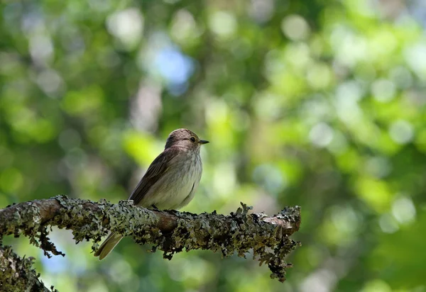 Fleckenschnäpper Muscicapa Striata Sitzt Auf Einem Ast Eines Ahornbaums — Stockfoto