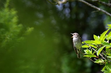 Ortanca çalılarının üzerinde şarkı söyleyen sinekkapan görüldü.